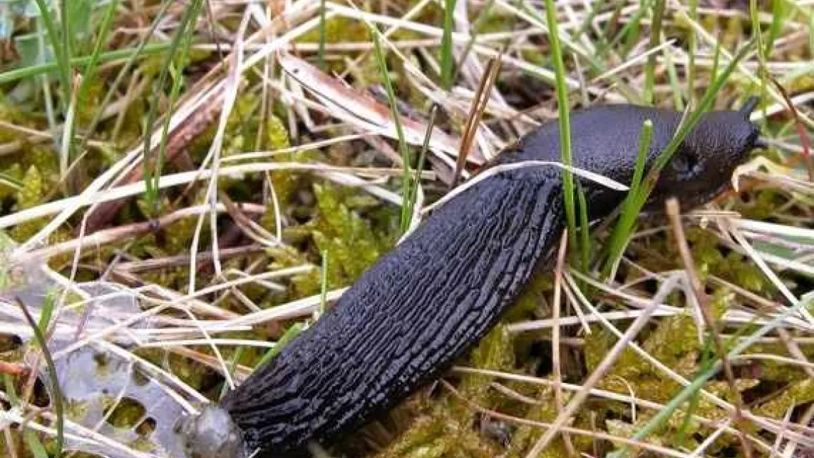 Schnell unterwegs – die Spanische Wegschnecke (Arion lusitanicus).
Quelle: biopix