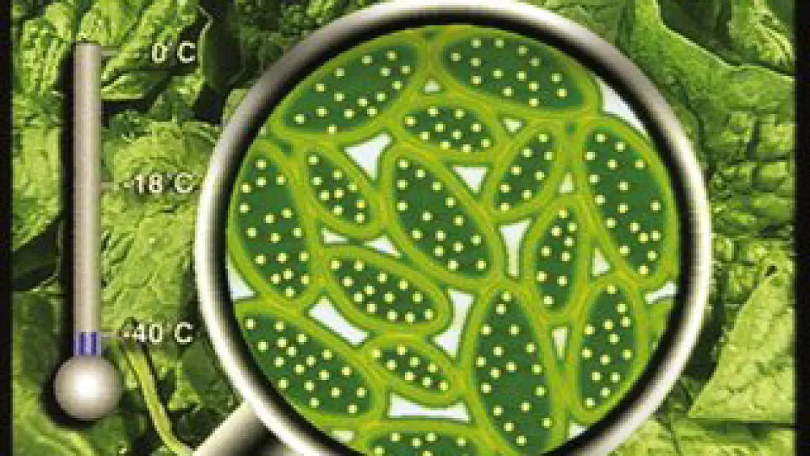 Schockgefrieren
	Quelle: Iglo