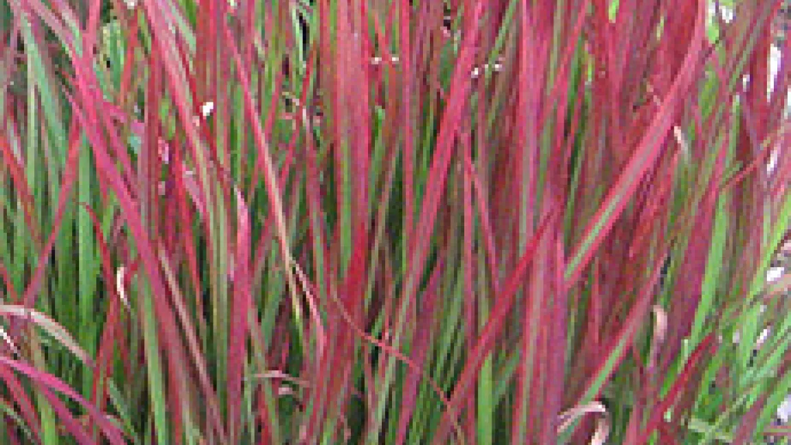 Schön aber gefährlich: das cogongras (Imperata cylindrica).
Quelle: wikimedia