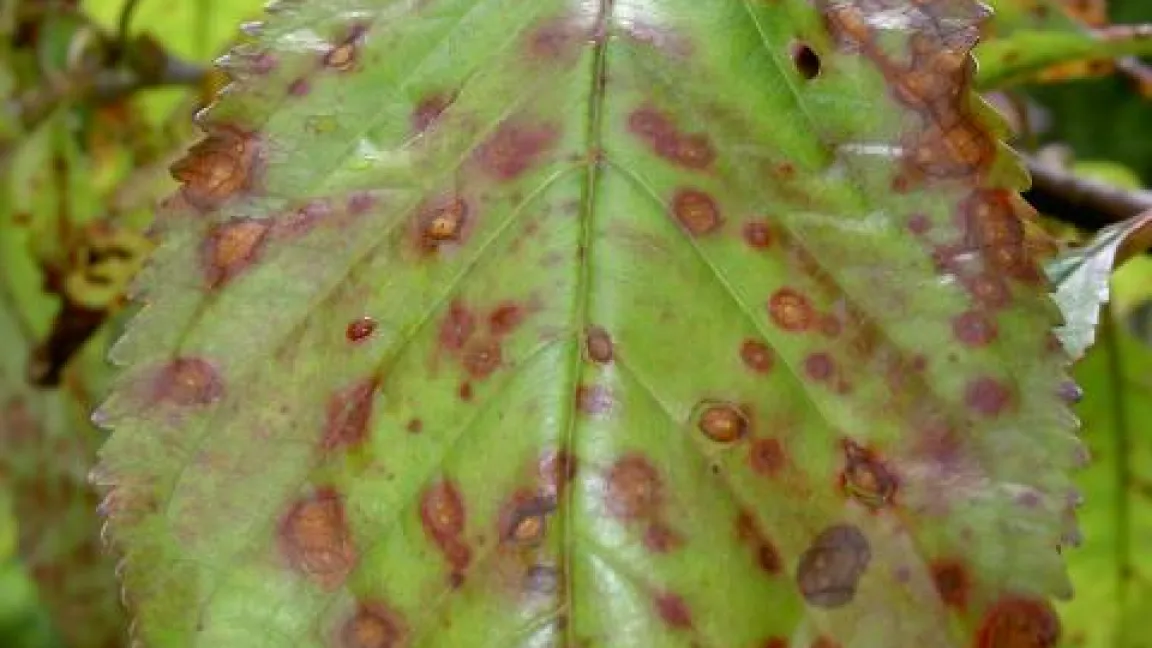 Blatt eines von Schrotschusskrankheit befallenen Kirschbaums. Foto: wikipedia