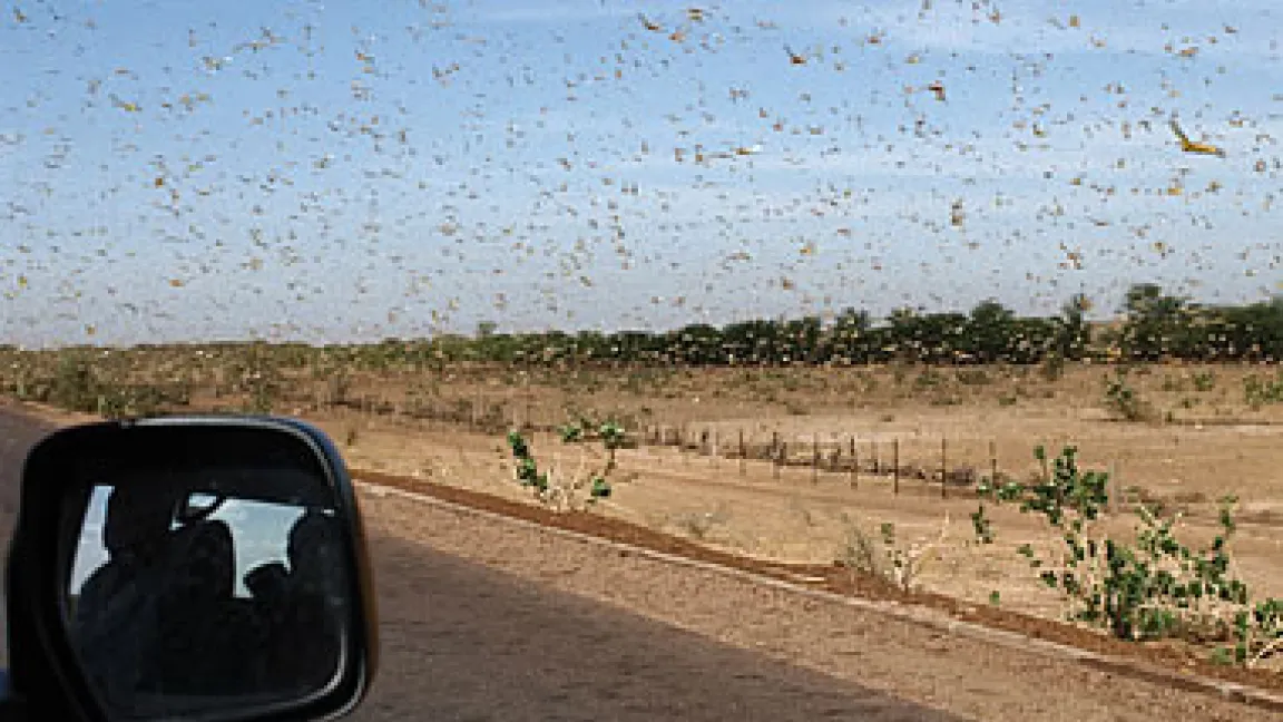 Die Wüstenheuschrecke konsumiert täglich eine Pflanzenmenge, die ihrem eigenen Körpergewicht entspricht.
Quelle: FAO/Diana Giampiero