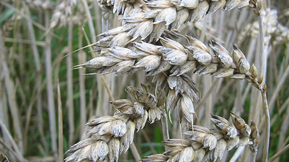 Schwärzepilze an den Spelzen von Weizenähren, aufgenommen Ende Juli 2005.
	Quelle: Wiedenau