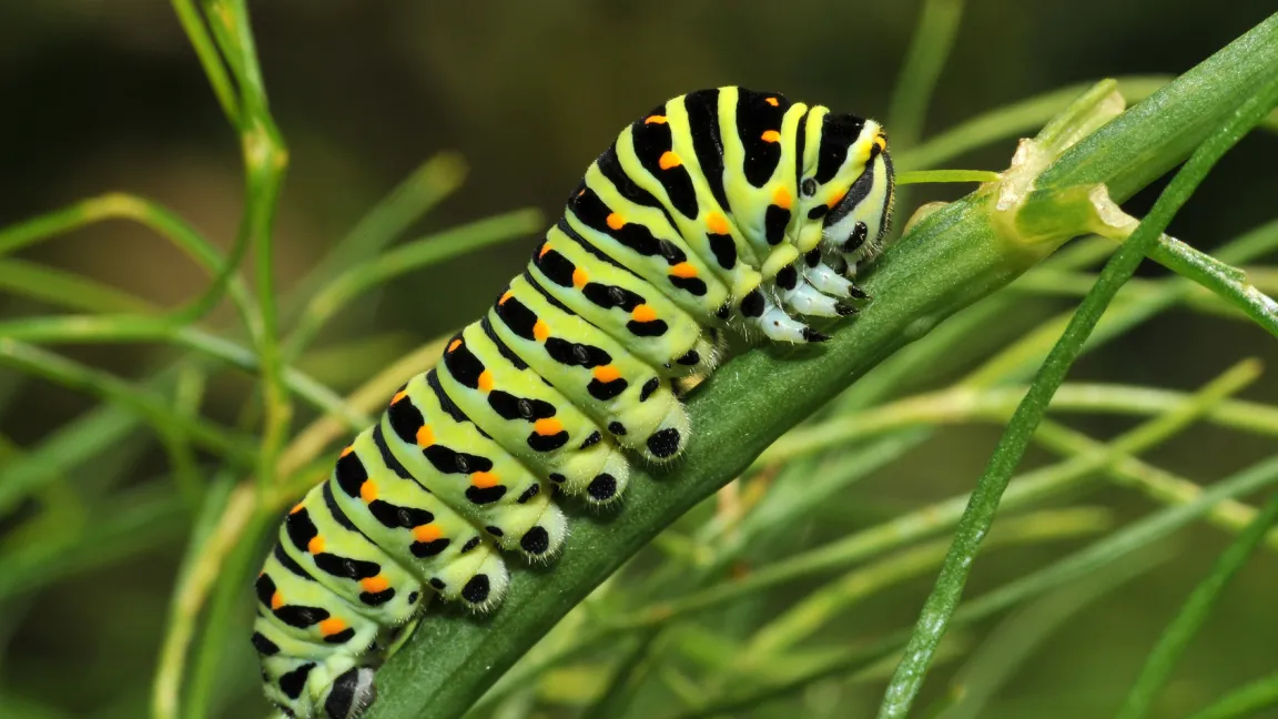 Auch die Raupe des Schwalbenschwanzes fühlt sich auf Fenchelpflanzen wohl. Foto: Fotolia
