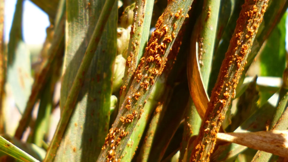 Schwarzrost an alter Weizensorte. Foto: K. Flath, JKI