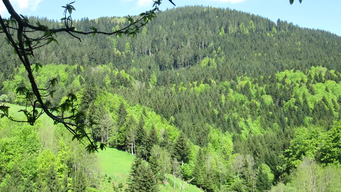 Eine geringe positive Entwicklung gibt es in Sachen Waldgesundheit zu vermelden, aber noch keinen Grund zu reiner Freude. Foto: IVA