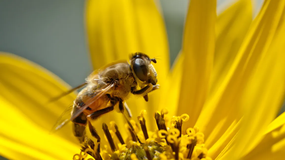 Schwebfliegen ernähren sich von Blütenpollen und Nektar. Foto: adpic