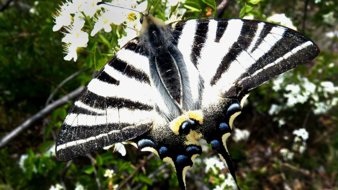 Der Segelfalter ist ein regelrechter Blickfang für die Besucher des Weinbergs. Klaus Epperlein, Hochschule Anhalt
