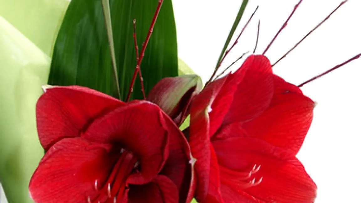 Sehr dekorativ, besonders in der Vorweihnachtszeit: Die Amaryllis
Quelle: Volker Kaus