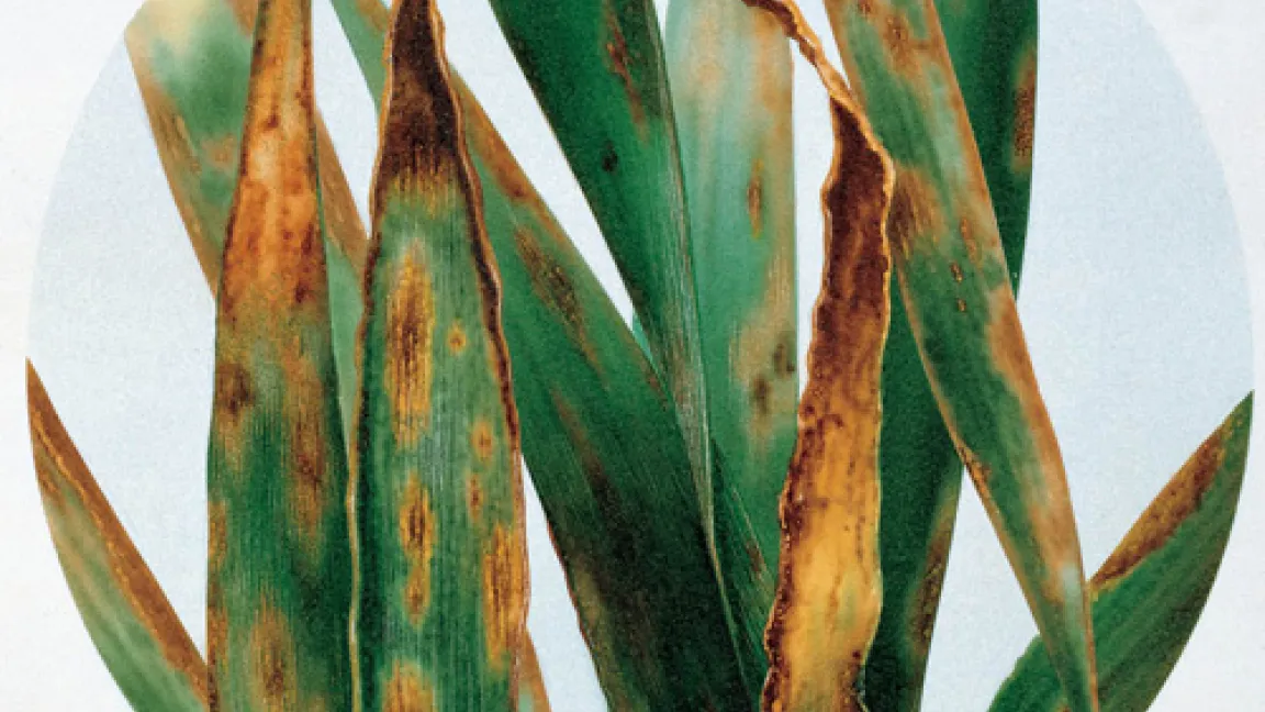 Septoria-Blattdürre an Weizenblättern, verursacht durch Septoria tritici.
	Quelle: Bayer CropScience