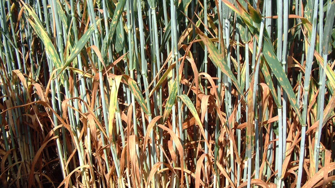Blattdürre am Weizen - ausgelöst durch den Pilz Septoria tritici. Foto: agrar-press