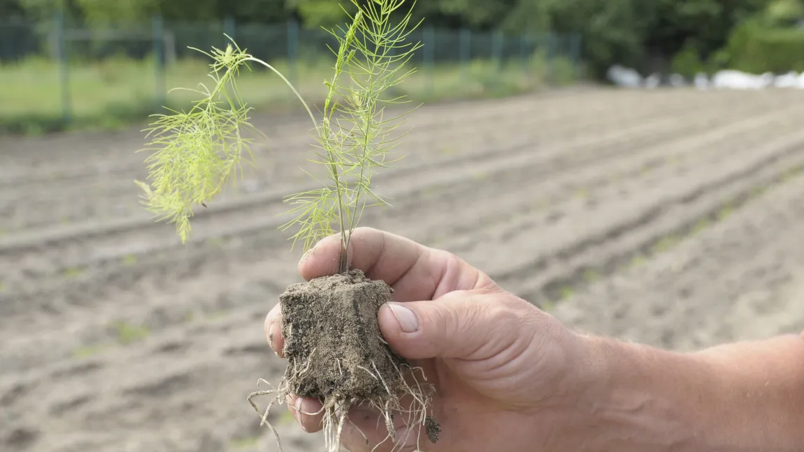 Das Pflanzen von vorgezogenen Topf-Setzlingen ist ein relativ neues Verfahren. Die Pflänzchen sind durch eine Beizung von Anfang an gegen Fusariumbefall geschützt. Foto: Friederike Krick