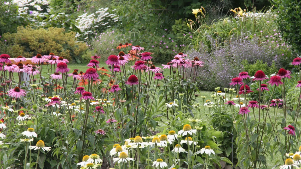 Sichtung Echinacea. Foto: Hochschule Weihenstephan-Triesdorf