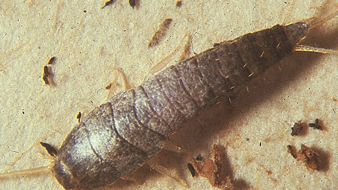 Silberfischchen (Lepisma saccarina) sind typische Lästlinge, die man insbesondere in feuchten Räumen wie Badezimmern, Toiletten und Küchen antrifft. Quelle: Dr. Pospischil