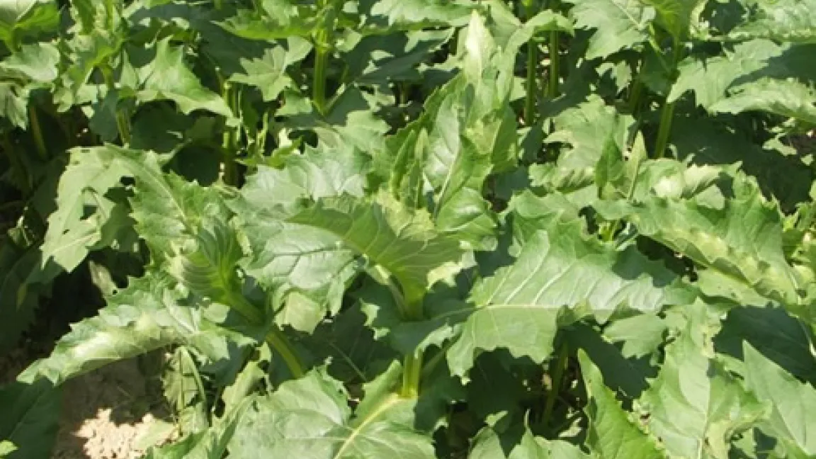 Durchwachsene Silphie könnte uns in den nächsten Jahren mit Energie versorgen.
Quelle: Matthias Wiedenau