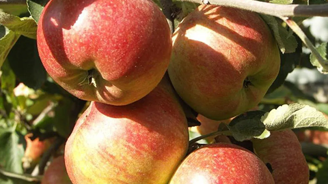 So viel wie nötig, so wenig wie möglich: Tunnelsprühgeräte schützen Obst mit einem Minimum an Mittelaufwand. Foto: Matthias Wiedenau