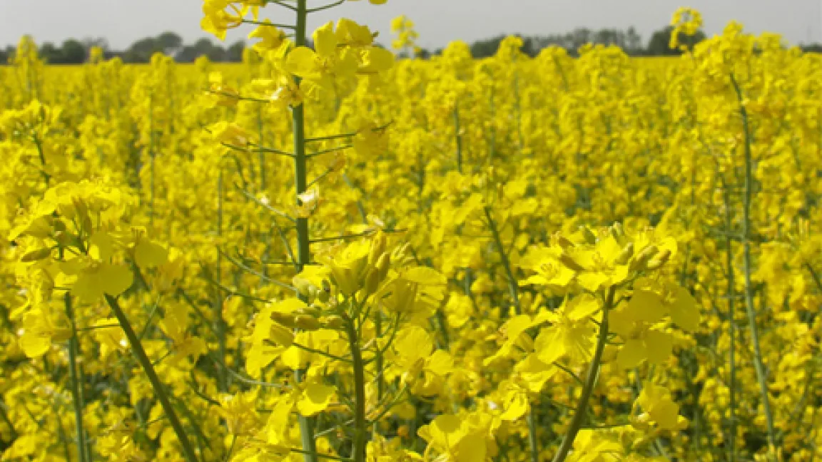 Sobald der Raps blüht, richten die Käfer keinen Schaden mehr an.
	Quelle: Matthias Wiedenau