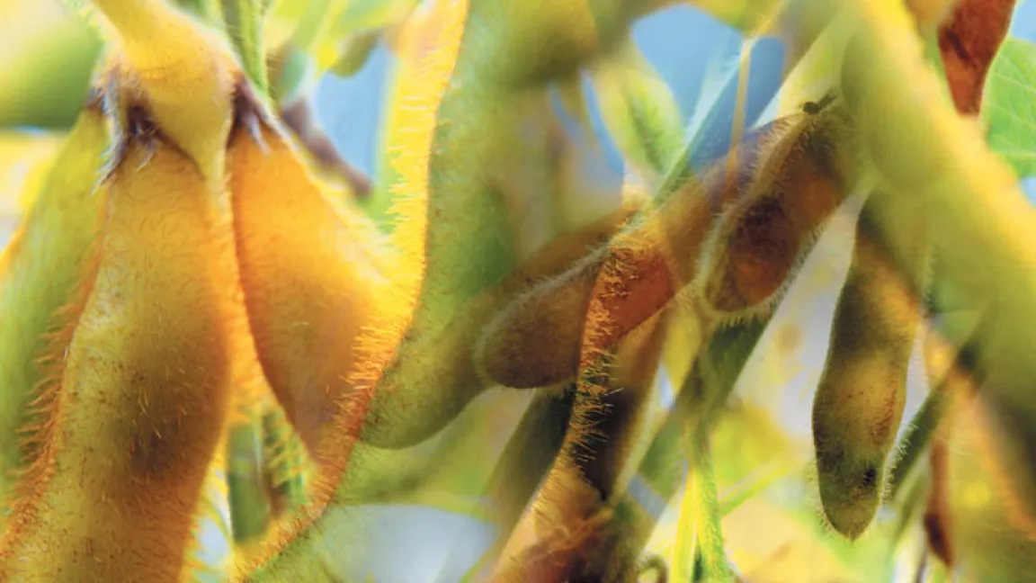 gv-Sojabohnen stellen mit 73,3 Mio. Hektar den größten Flächtenanteil. Foto: Bayer CropScience