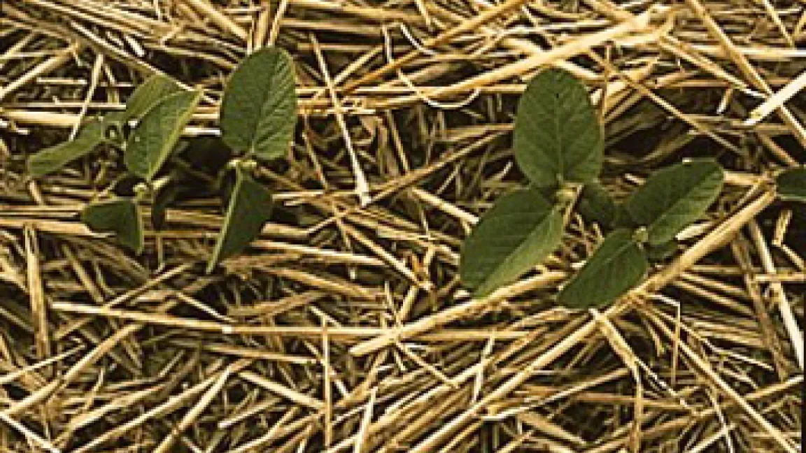 Sojabohne, im Direktsaatverfahren, als Erosionsschutz, ausgesät. Die strauchige Pflanze wird 80 cm hoch.
	Quelle: Bayer CropScience