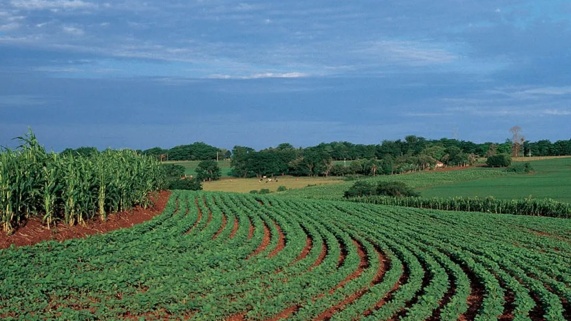 Sojaanbau in Parana, Brasilien. Foto: Bayer CropScience