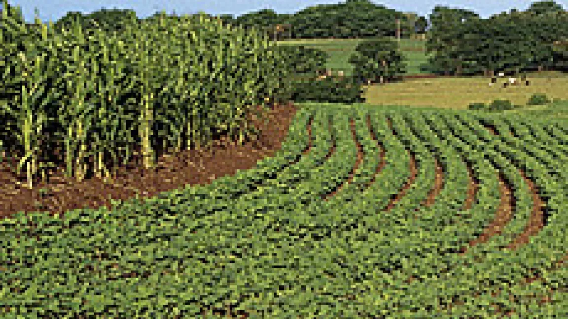 Sojabohnenanbau in Brasilien.
	Quelle: Bayer CropScience.