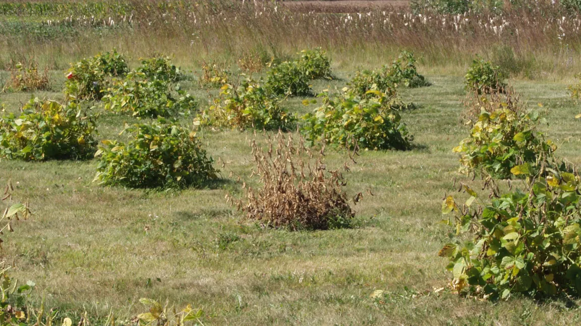 Mikroplots zur Zeit der Bonituren mit auffälligen Unterschieden zwischen erkrankten völlig gesunden Parzellen.
Foto: A. Westphal/JKI