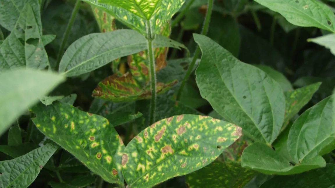 Bestandsansicht: erkrankte Sojabohnenblätter innerhalb gesunder Blätter. Foto: A. Westphal/JKI