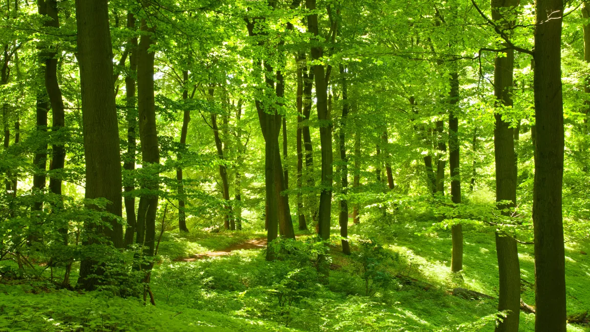 Ein gesunder Wald kann viele Aufgaben erfüllen. Foto: Fotolia