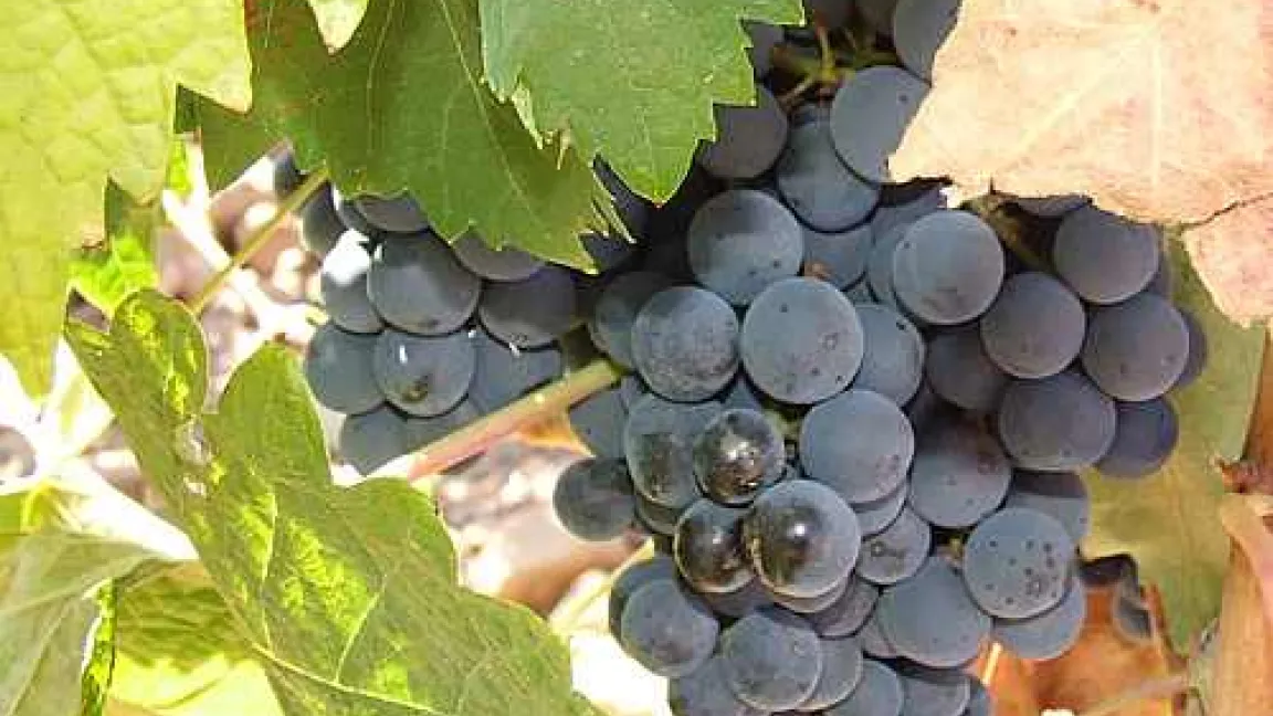 Sonnenverwöhnte Trauben für einen Spitzenjahrgang
Quelle: Elisabeth Wissel