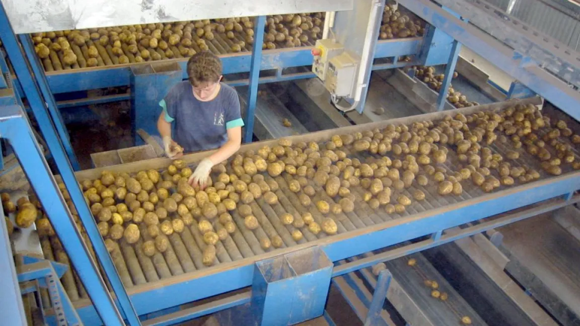 Faule Knollen müssen aussortiert werden, bevor sie im Lager andere Knollen infizieren. Foto: Matthias Wiedenau