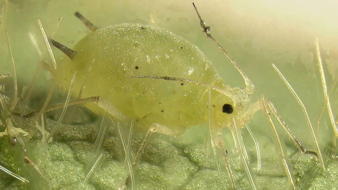 Die Sojabohnenblattlaus ist ein vor allem in Nordamerika, aber auch in Südostasien anzutreffender Sojabohnen-Schädling. Foto: pestinfo.org,