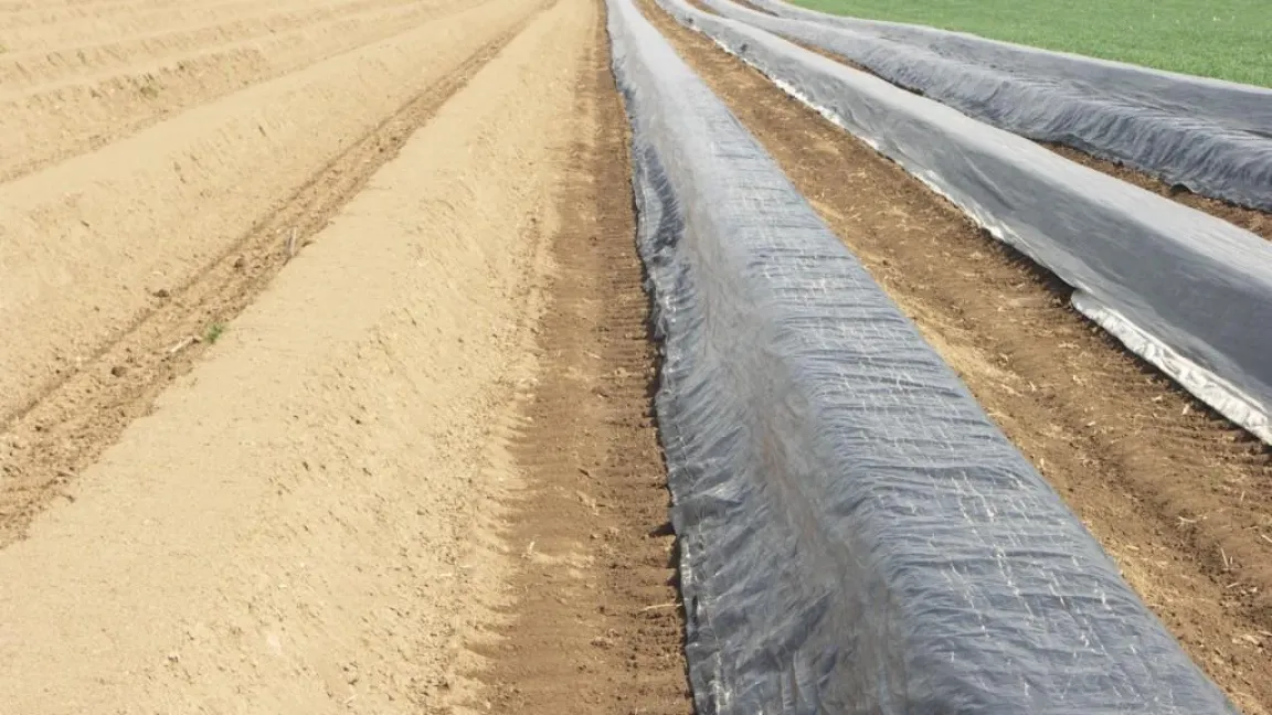 Lichtundurchlässige Folie bremst das Unkrautwachstum. Wenn sie schwarz ist, dann heizt der Boden darunter auf, der Spargel wächst schneller. Weiße Folie hingegen bremst das Spargelwachstum. Foto: Matthias Wiedenau