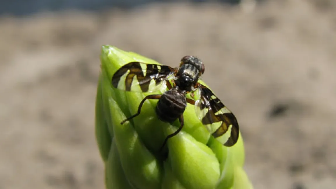 Spargelfliege (Platyparea poeciloptera) bei der Eiablage.
Quelle: Christian Stahl, LWK NRW