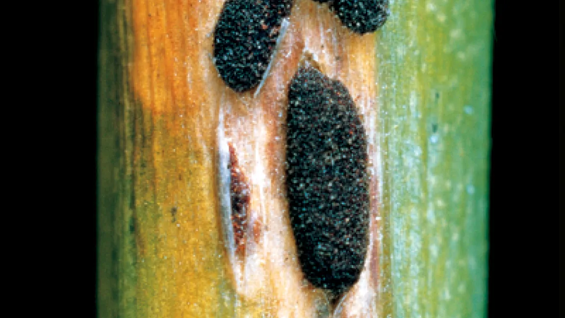 Ab Anfang Juli bilden sich auf Trieben und Nadeln helle Flecken, auf denen sich bald darauf zimtbraune und gegen Vegetationsende hin schwarz-braune Pusteln bilden. Das Spargelkraut stirbt vorzeitig ab. Foto: Bayer CropScience