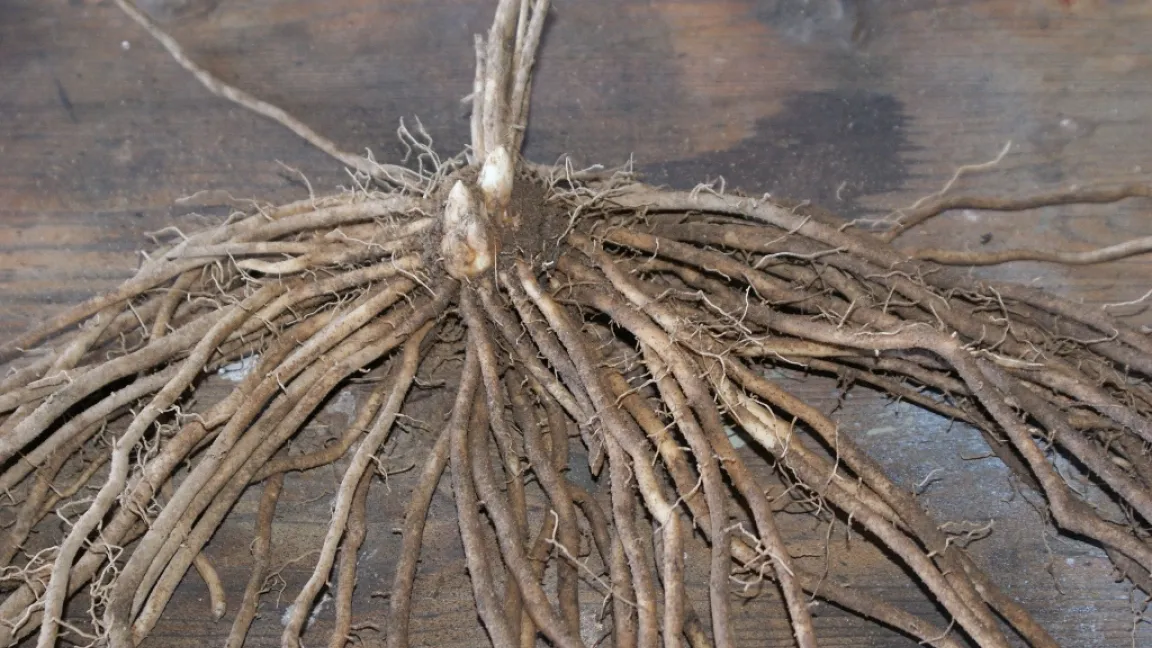 Bei Neuanlagen pflanzen die Anbauer ein- bis zweijährige Jungpflanzen, die aus spezialisierten Vermehrungsbetrieben stammen. Foto: Spargelpflanzen Sterk