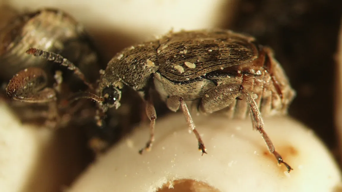 Der Speisebohnenkäfer (Acanthoscelides obtectus) tritt weltweit als Vorratsschädling an Hülsenfrüchten auf. Foto: Martin Felke