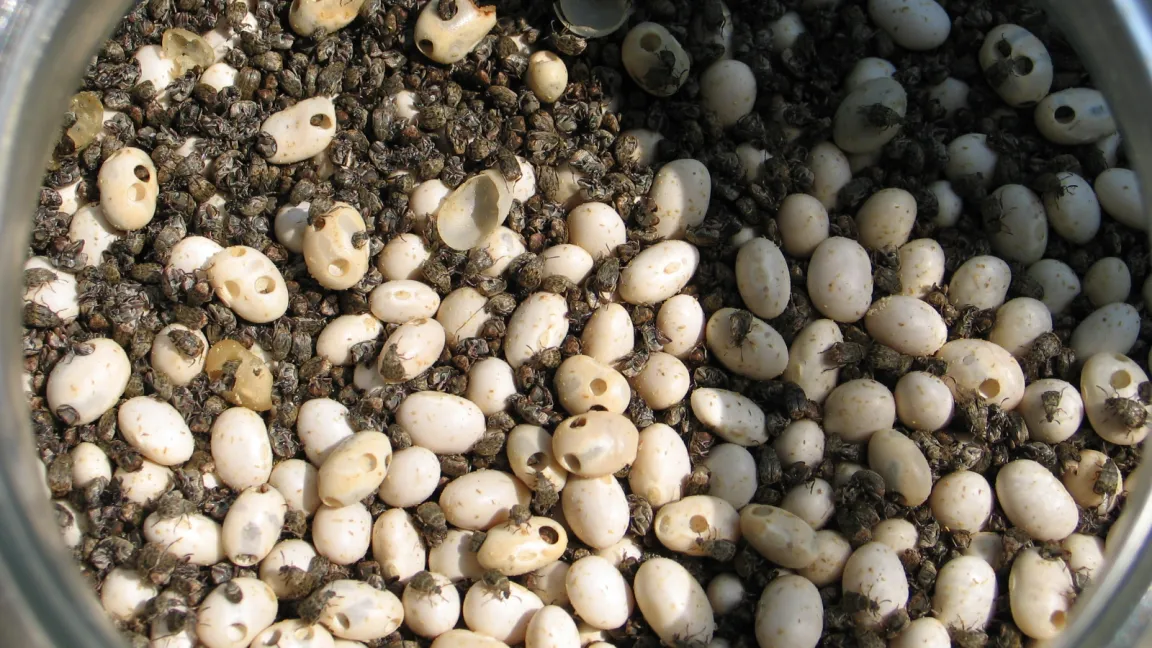 Befall durch Speisebohnenkäfer an Weißen Bohnen. Foto: Martin Felke