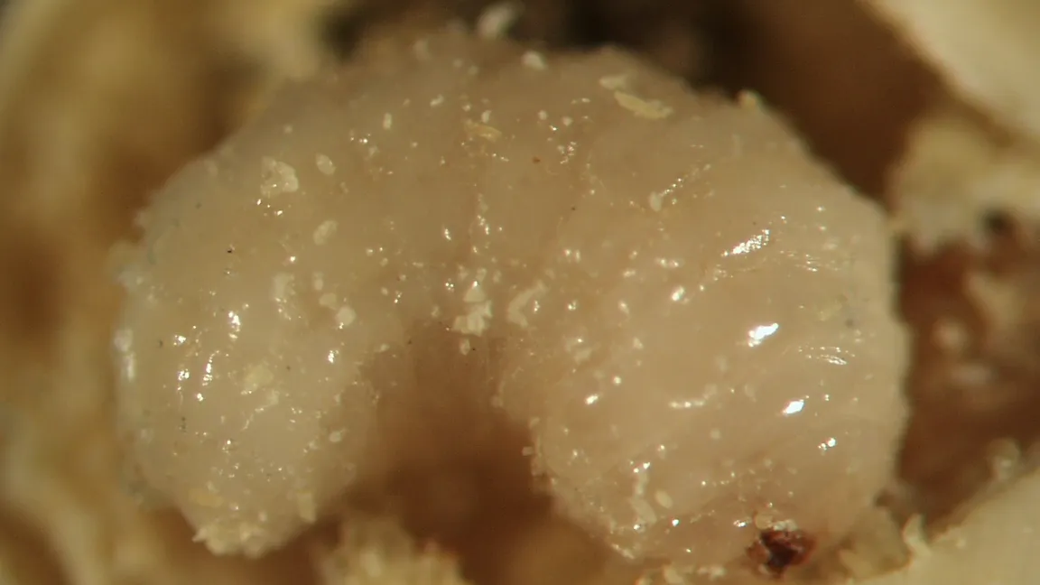 Die Larve des Speisebohnenkäfers erinnert mit ihrem gekrümmten Habitus an einen Engerling. Foto: Martin Felke