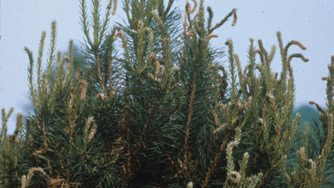 Der Pilz Spaeropsis sapinea schädigt die jungen, im Wachstum befindlichen lang-und Kurztriebe der Kiefer. Foto: JKI