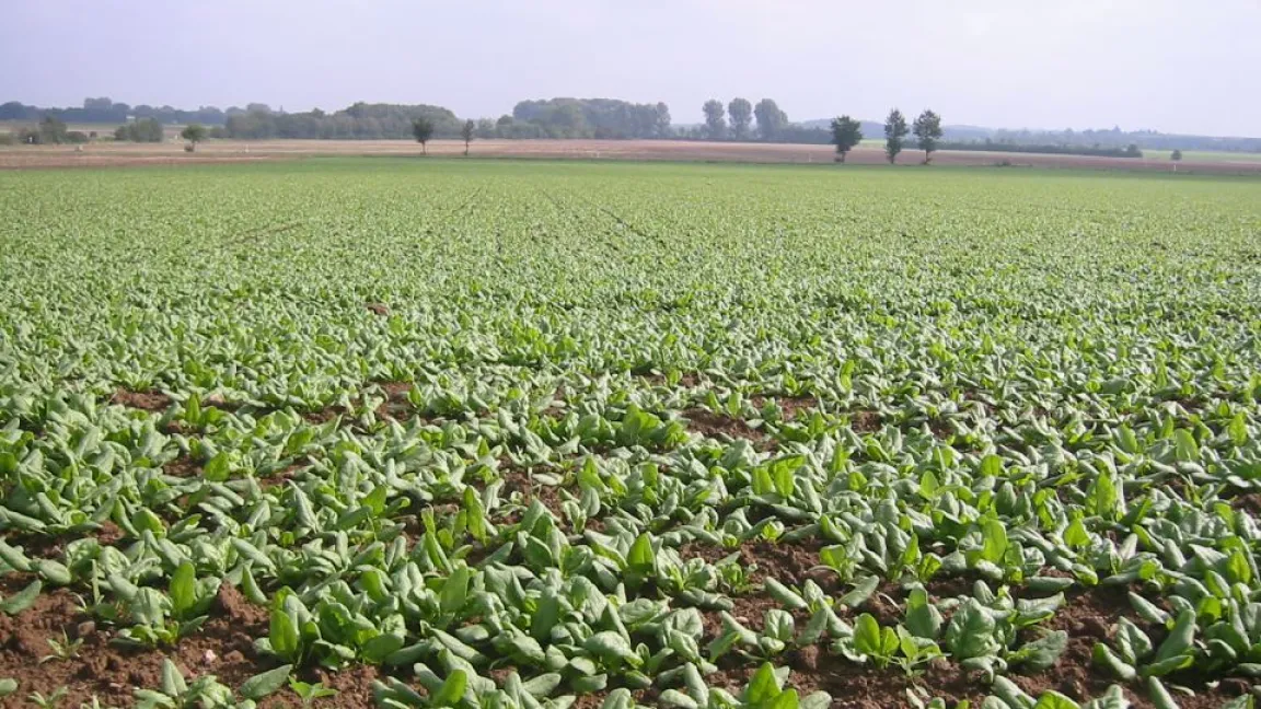 Herbstspinat ist nicht so zart wie Frühjahrsspinat. Foto: Matthias Wiedenau