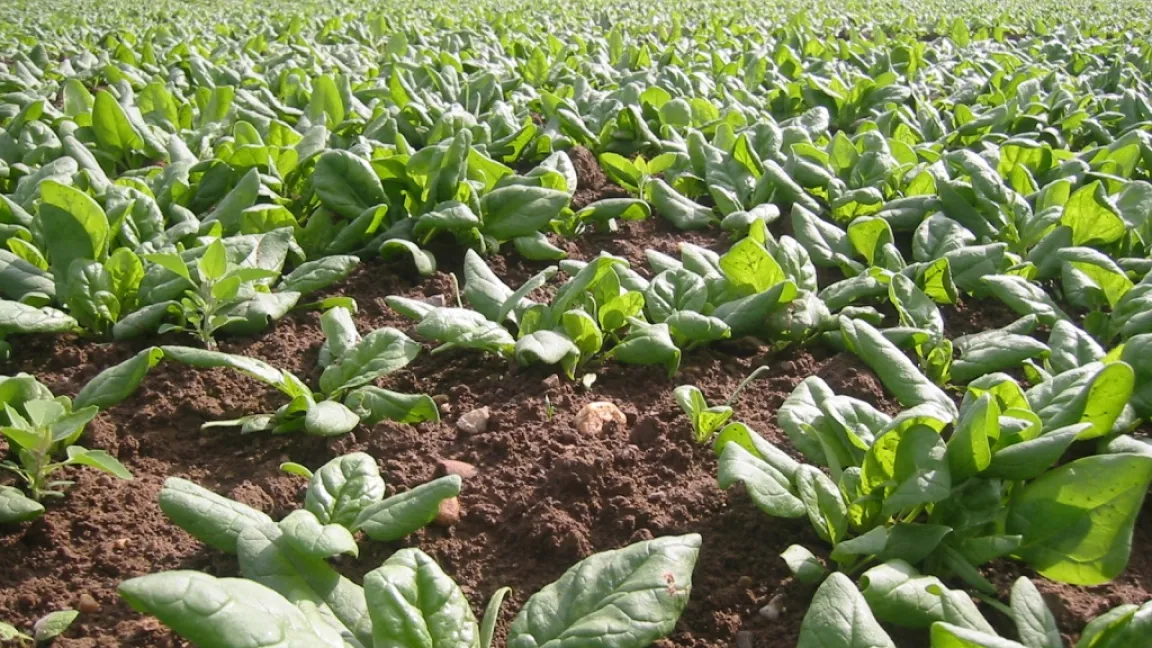 Die Isotopen verraten die Herkunft unserer Lebensmittel. Foto: Matthias Wiedenau