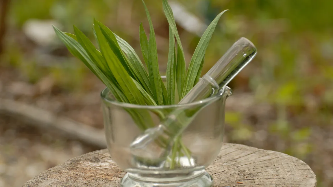 Spitzwegerich-Blätter können viele Leiden lindern. Foto: Fotolia