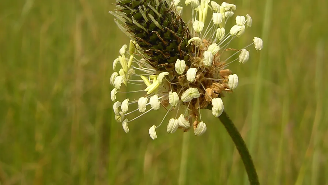 Die Pflanze bzw. der Blütenstiel kann bis zu 60 cm hoch werden. Foto: wikipedia