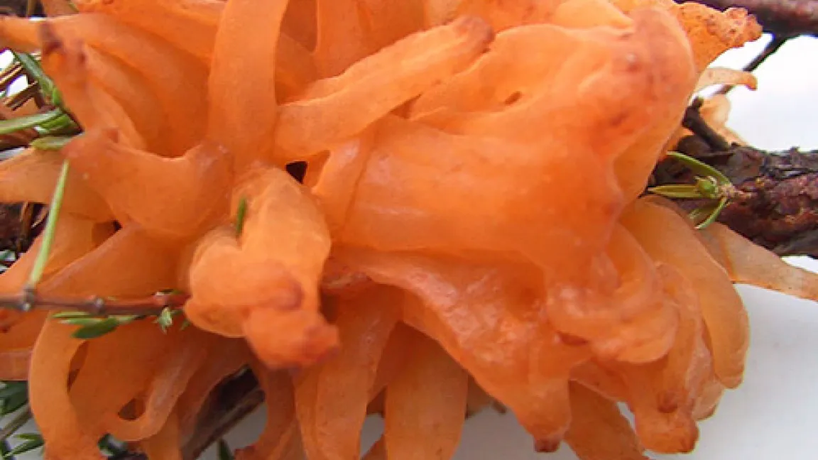 Sporenlager an Wacholder, die im April/Mai keimfähige Sporen freigeben.
Quelle: Peter Boas