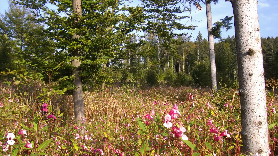 ...und ein Einwanderer - das indische  Springkraut, das sich rasant verbreitet. Foto: wikipedia