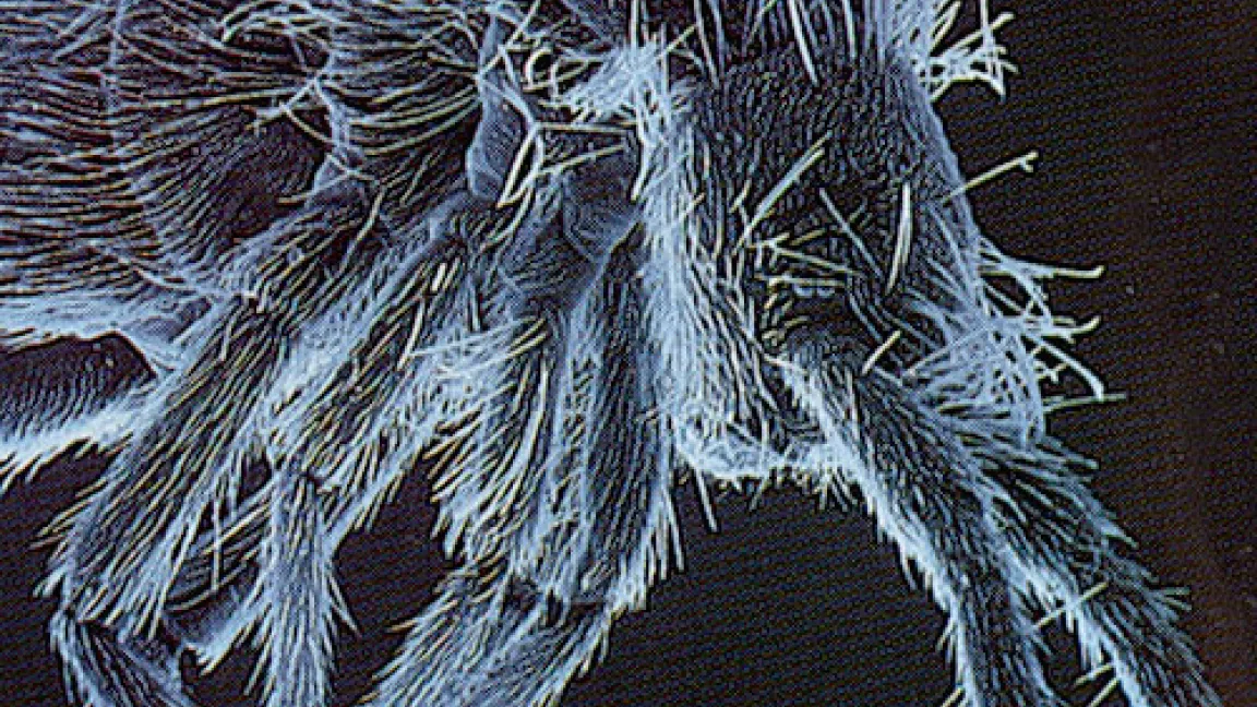 Typische Bodenbakterien im Humus
	Quelle: Manfred Kage, Lauterstein.