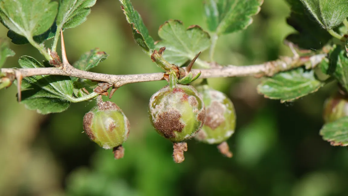 An stark befallenen Sträuchern kann der Amerikanische Stachelbeermehltau die Ernte zunichte machen. Foto: A. Vietmeier, Landwirtschaftskammer Nordhrein-Westfalen