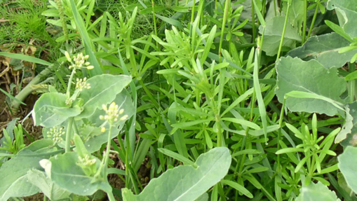 Stängelälchen in Klettenlabkraut auf einem Rapsfeld. In 30 g Grünmasse fanden sich bis zu 23 800 Larven und ausgewachsene Älchen.
	Quelle: Peter Knuth, Landesanstalt f. Pflanzenschutz, Stuttgart.