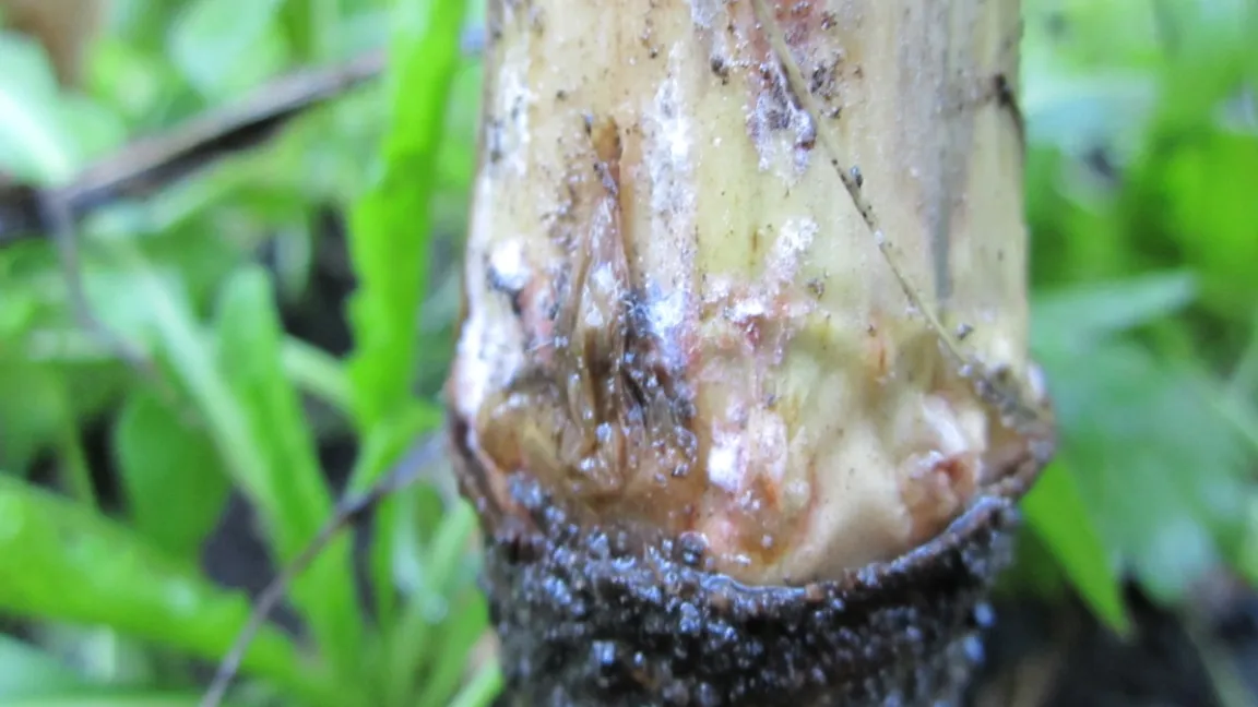 Stängelfäule, Myzel mit Pertithecien von Fusarium graminearum (Gibberella zeae). Foto: Christian-Albrechts-Universität Kiel, Institut für Phytopathologie