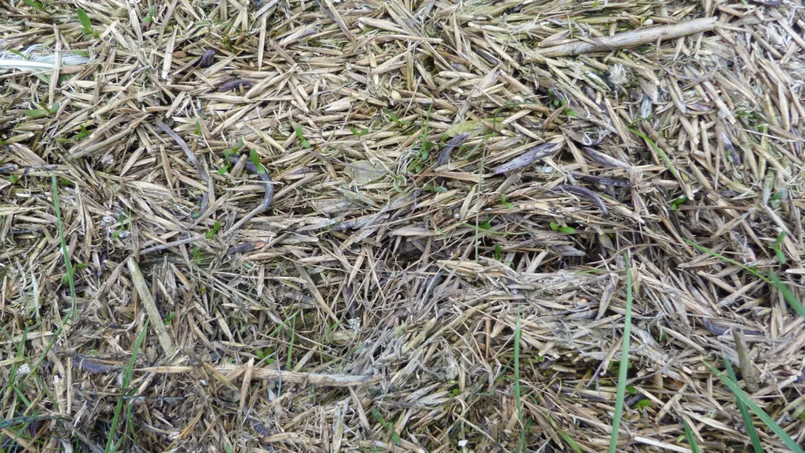 Standort Norddeich Mole: Claviceps im Schwimmgut. Foto: Chr. Boestfleich, Institut für Botanik Hannover