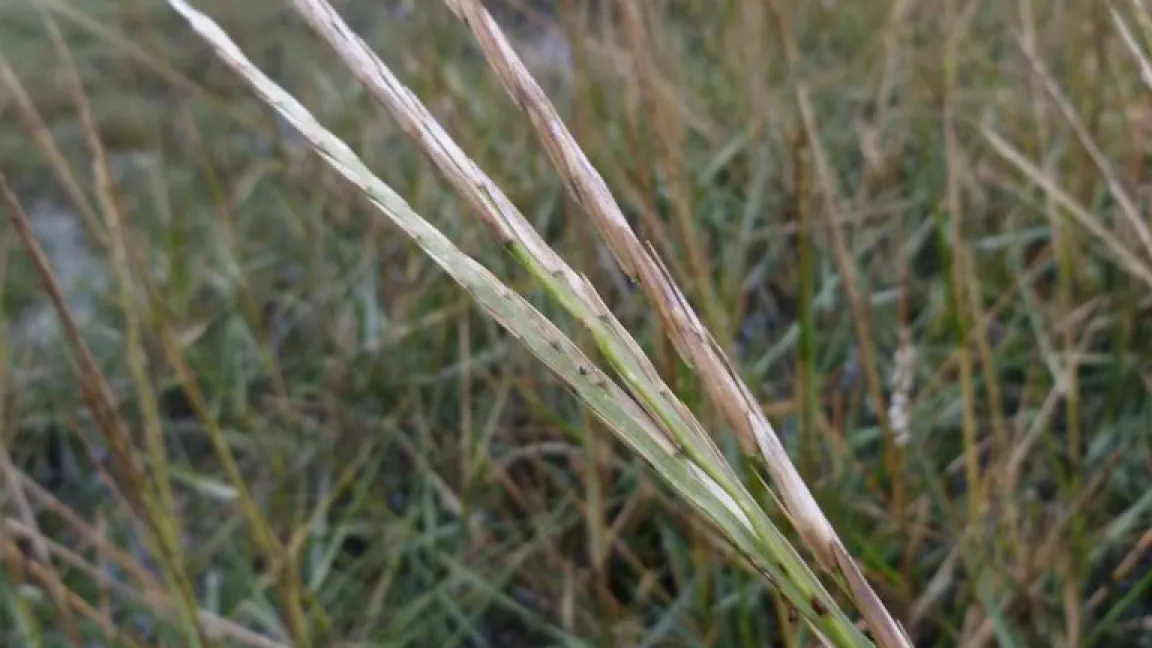 So sehen die Rispen aus, wenn sie nicht infiziert sind. Foto: Chr. Boestfleich, Institut für Botanik Hannover
